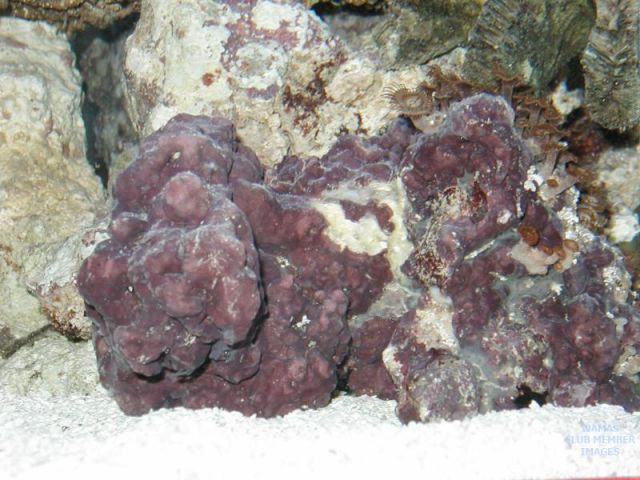 med_gallery_1470_126_428061.jpg
