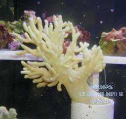 gallery_950_158_18845.jpg