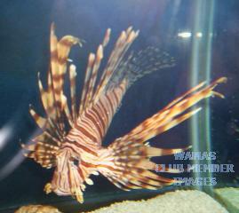 gallery_950_158_33323.jpg