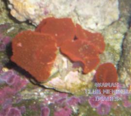 gallery_950_158_33622.jpg