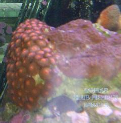 gallery_950_158_39304.jpg
