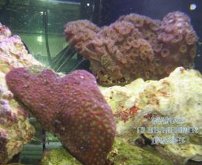 gallery_950_158_40220.jpg