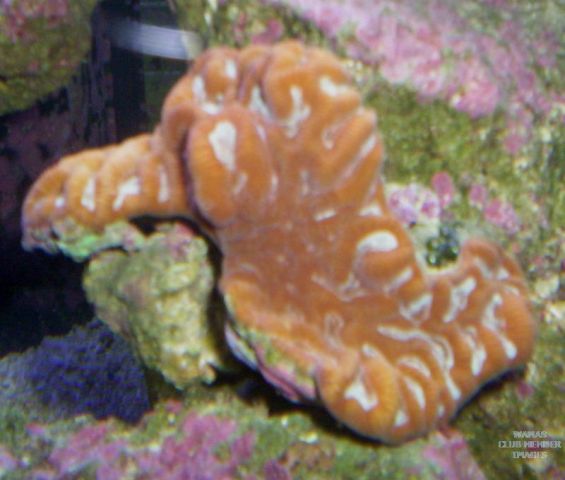 med_gallery_950_158_595794.jpg