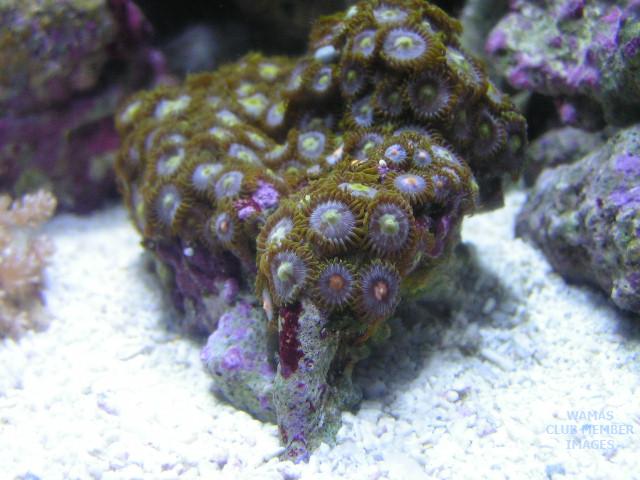 gallery_2631266_253_102322.jpg