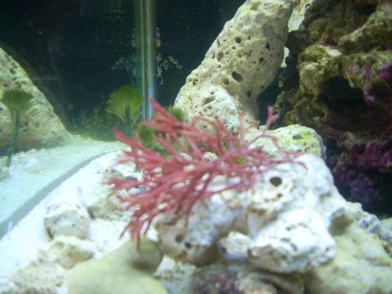 gallery_339_454_1090285.jpg