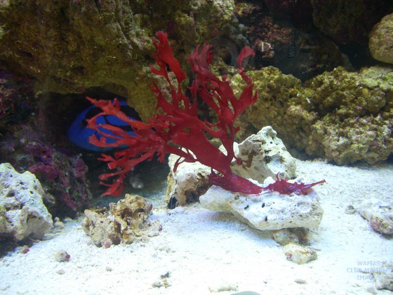 gallery_339_454_1281683.jpg