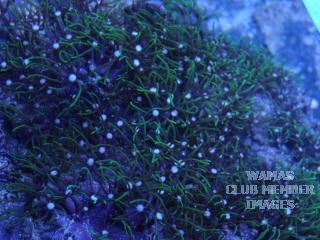 gallery_2631577_435_23624.jpg