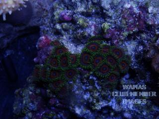 gallery_2631577_435_29162.jpg