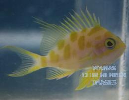 gallery_2631449_417_9632.jpeg