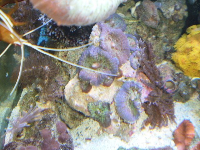 Blue Rhodactis