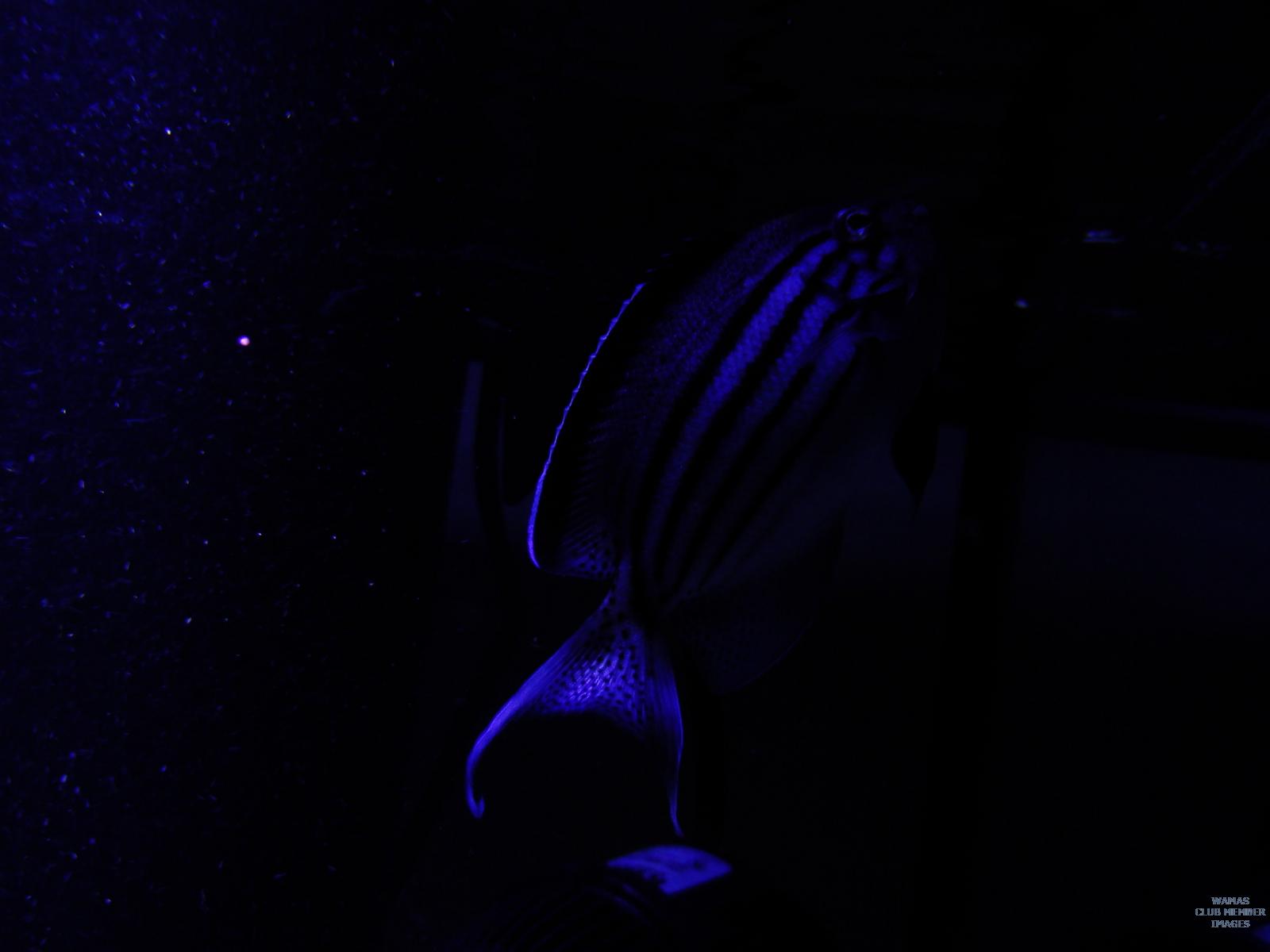 gallery_2631654_582_108881.jpg
