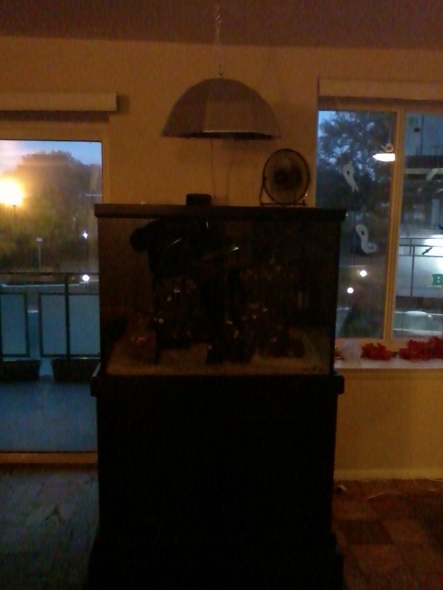 gallery_2631706_10_270138.jpg
