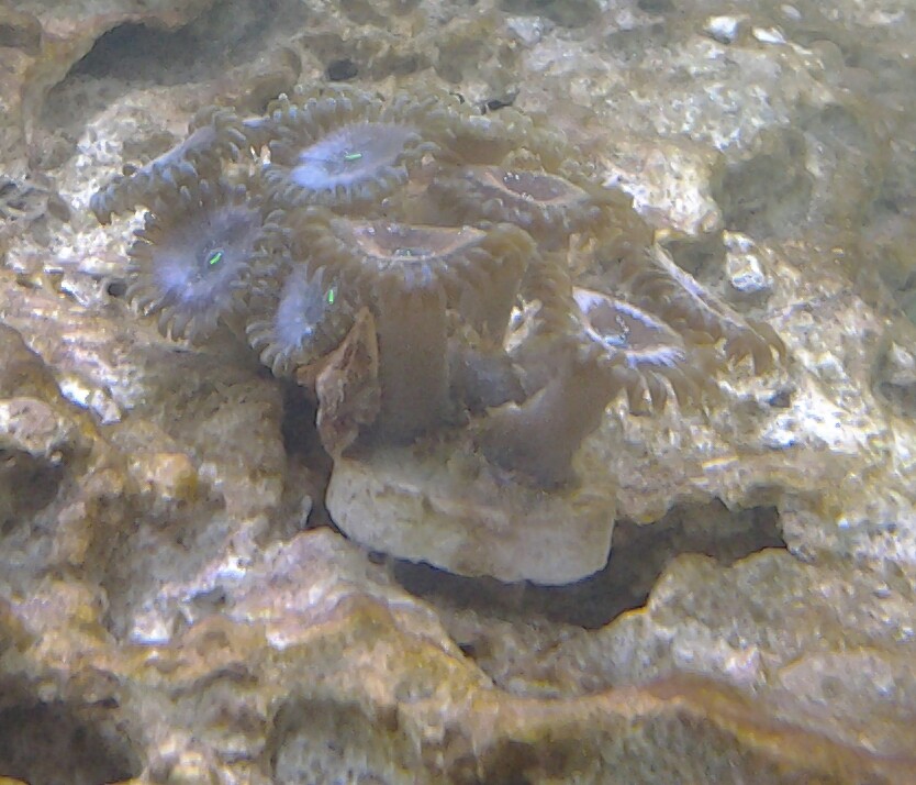 gallery_2633282_1083_31946.jpg