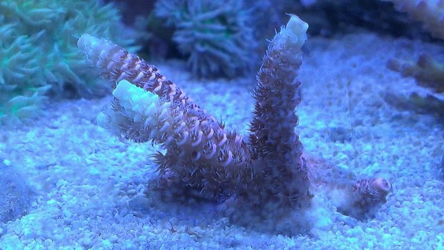 med_gallery_2632921_1458_515366.jpg