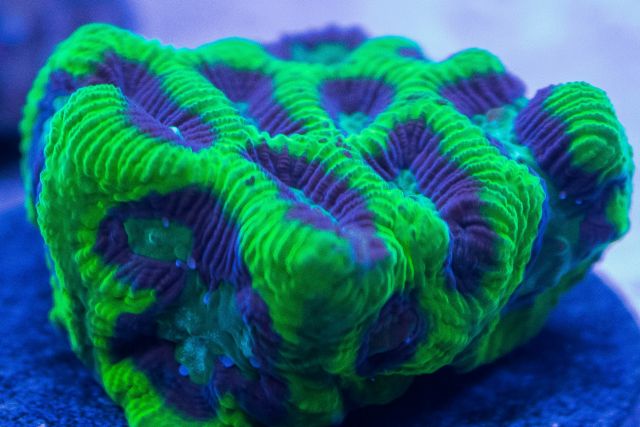 med_gallery_2636595_1758_98047.jpg